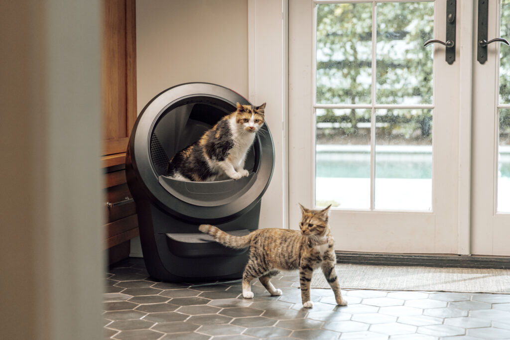 Pool house black LR4 two cats